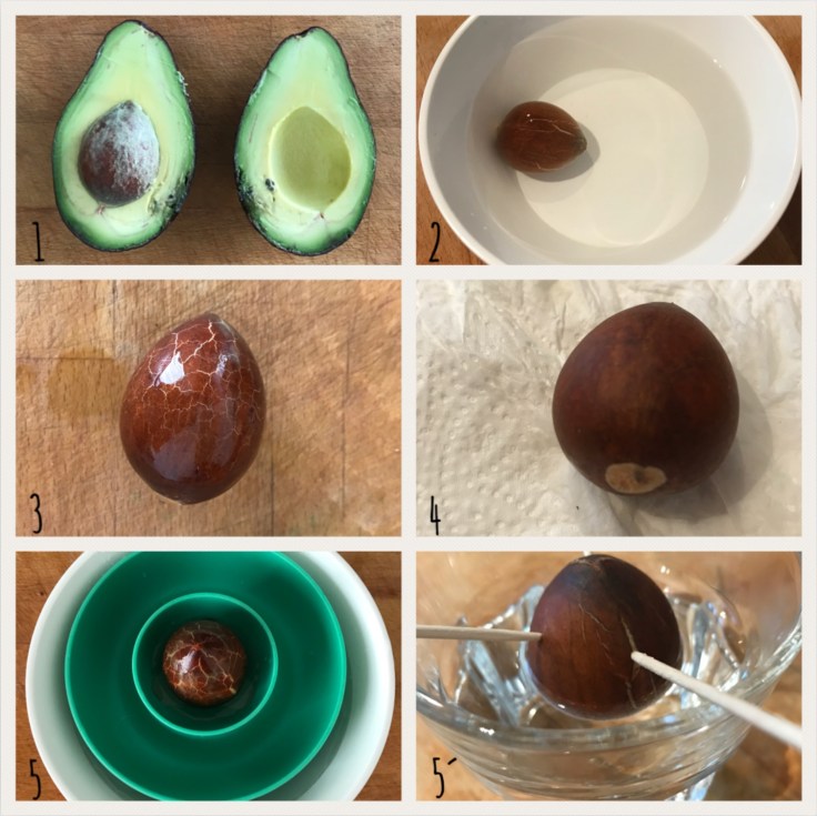 Petites plantations diy craft bricolage enfant regardons pousser les plantes planter un noyau d’avocat pas à pas