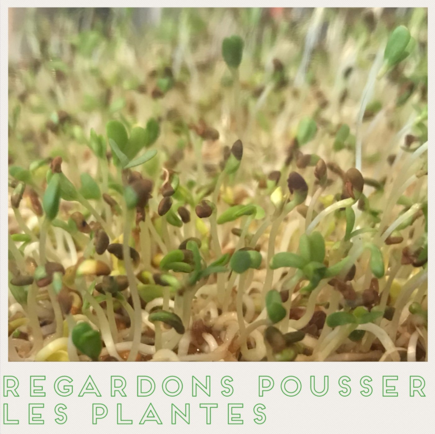 Petites plantations diy craft bricolage enfant regardons pousser les plantes image à la une