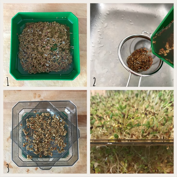 Petites plantations diy craft bricolage enfant regardons pousser les plantes germoir