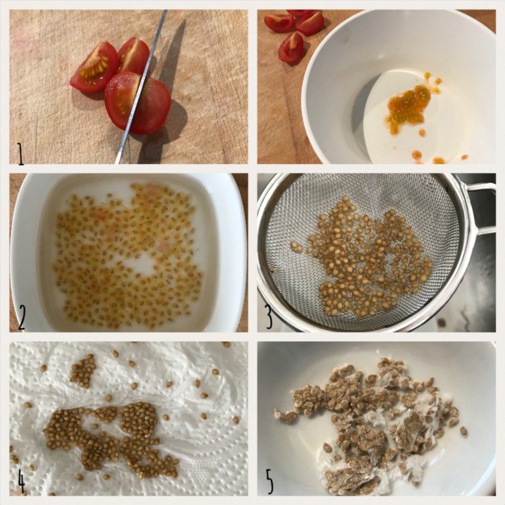 Petites plantations diy craft bricolage enfant regardons pousser les plantes entraîne les graines de tomates cerises